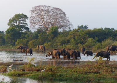 Elephants enjoying a drink in a small body of water