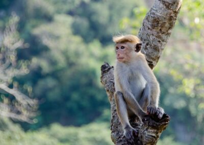 Small monkey sitting on a tree branch